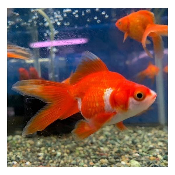 【商品説明】丸みの強い腹部をもったずんぐりとした体形と、優雅に伸長する尾ビレや各ヒレが特色である。体色は主に素赤（赤）です。飼育も比較的簡単です。・サイズ：S（全長約6cm）・入数：1匹・飯田・棚田産※写真はイメージです。サイズは頭から尾ひ...