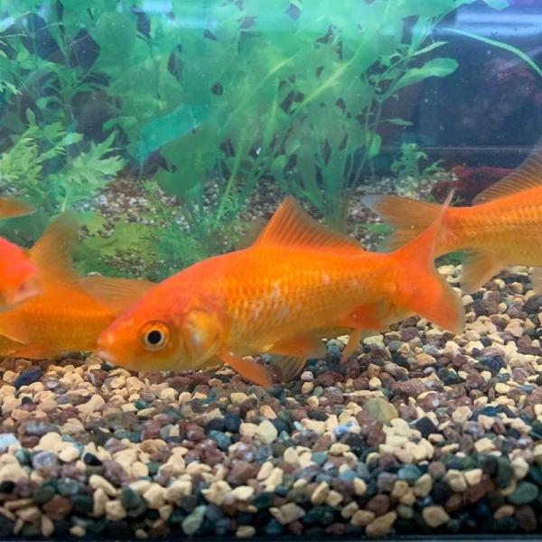 弥富産 小和金(約9〜10cm)　1匹