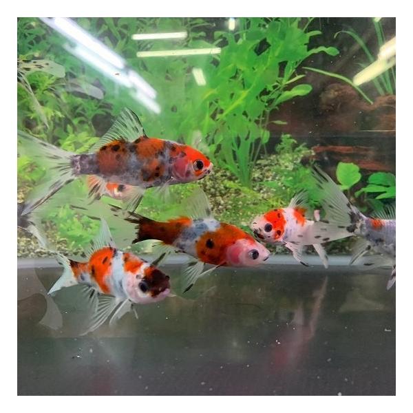 【商品説明】和金型の体型に長い尾をもち、赤、浅葱、墨の三色が入ったキャリコ模様の美しい品種の金魚です。一般にフナとの交配種の為、体も大きくなりとても丈夫な品種で飼育も比較的簡単です。・サイズ：S（全長約7〜8cm）・入数：1匹・弥富産※写真...