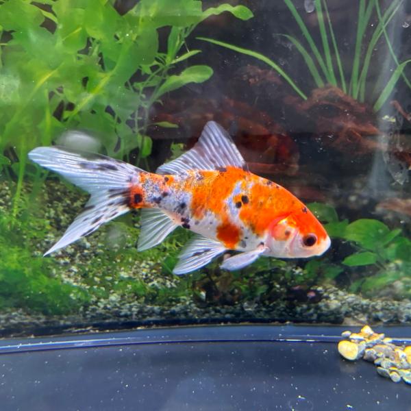 【商品説明】和金型の体型に長い尾をもち、赤、浅葱、墨の三色が入ったキャリコ模様の美しい品種の金魚です。一般にフナとの交配種の為、体も大きくなりとても丈夫な品種で飼育も比較的簡単です。・サイズ：SM-M（全長約10〜12cm）・入数：1匹・弥...