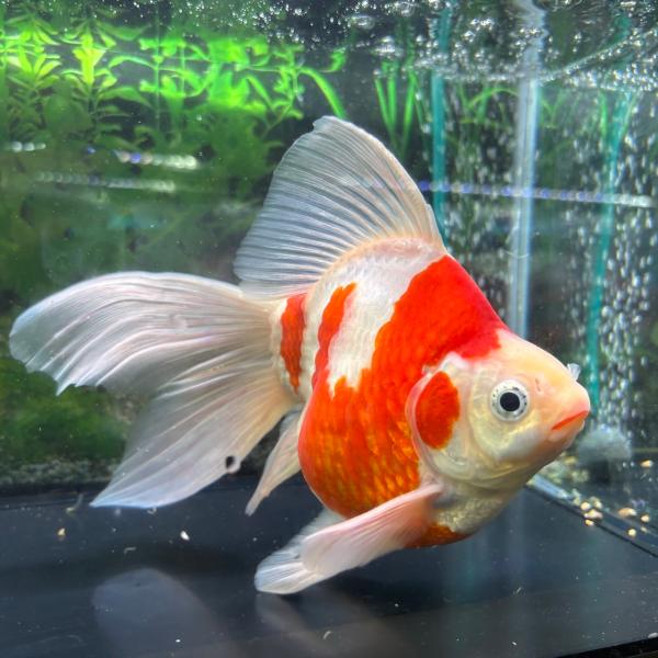 【送料無料】玉サバ 3歳上物 3L〜（約18-21cm）