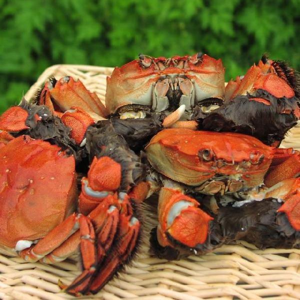 高津川のツガニ（川ガニ）「天然氷締め活きモクズガニ（メス）」1kg