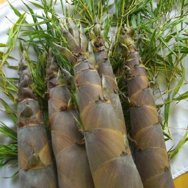 予約受付中 山口県産摘み立て 淡竹 ハチク のたけのこ４kg タケノコ 筍 呉竹 はちく 破竹 Buyee Buyee 日本の通販商品 オークションの代理入札 代理購入