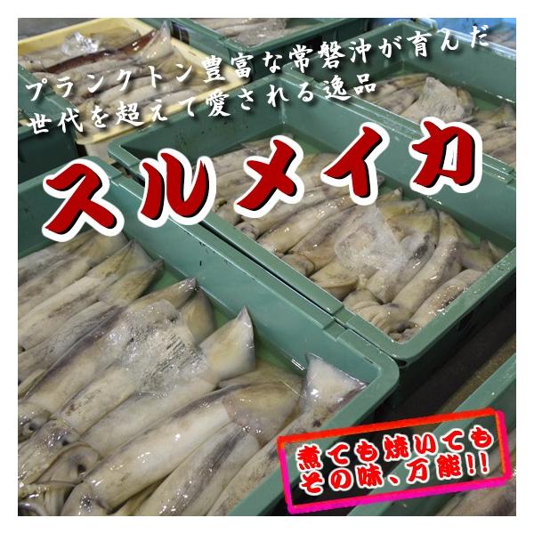 冷凍いか・冷凍スルメイカ 10kg（大）20〜25杯　※1杯あたり約400~600ｇ