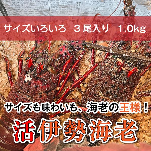 「活伊勢海老」”サイズいろいろ”　1ｋg　3尾入り　海老・伊勢海老・活伊勢海老・伊勢えび・伊勢エビ　