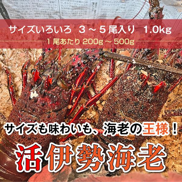 「活伊勢海老」”サイズいろいろ”　1ｋｇ　3〜5尾入り　海老・伊勢海老・活伊勢海老・伊勢えび・伊勢エビ　