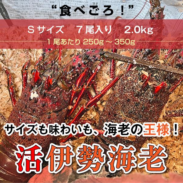 「活伊勢海老」”Sサイズ”　2ｋｇ　　※1尾あたり250〜350g×7尾　海老・伊勢海老・活伊勢海老・伊勢えび・伊勢エビ