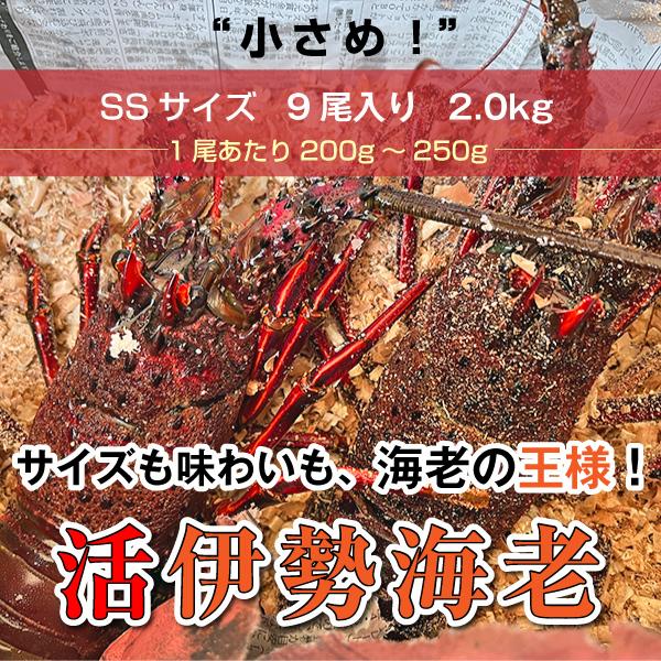 「活伊勢海老」”SSサイズ”　2ｋｇ　　※1尾あたり200〜250g×9尾　海老・伊勢海老・活伊勢海老・伊勢えび・伊勢エビ