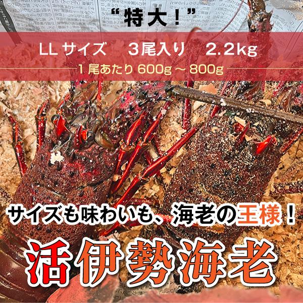 「活伊勢海老」特大”LLサイズ”　2ｋｇ　　※1尾あたり600〜800g×3尾　海老・伊勢海老・活伊勢海老・伊勢えび・伊勢エビ