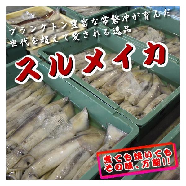 冷凍いか・冷凍スルメイカ 5kg（特大）　※1杯あたり約600g~の特大サイズ　7〜８杯
