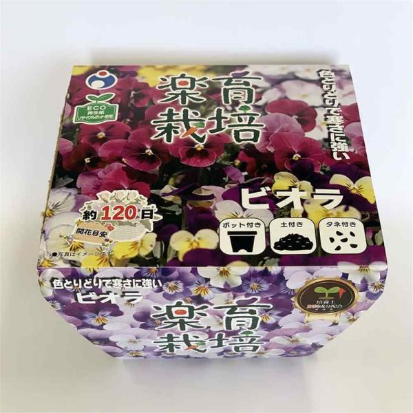 ●楽育栽培キットで、手軽に家庭菜園を始めませんか？●リサイクルポットを使用した環境にも優しい栽培キット●生育旺盛で寒さに強く作りやすいビオラ●花径2〜3cmの小輪で花期が長期間楽しめます