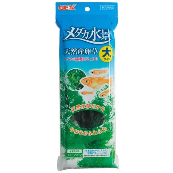 GEX WFbNX _Ji VRY [vcANZT[] 