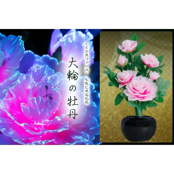 yamako-showten_gl-6peony yamako-showten_gl-6peony