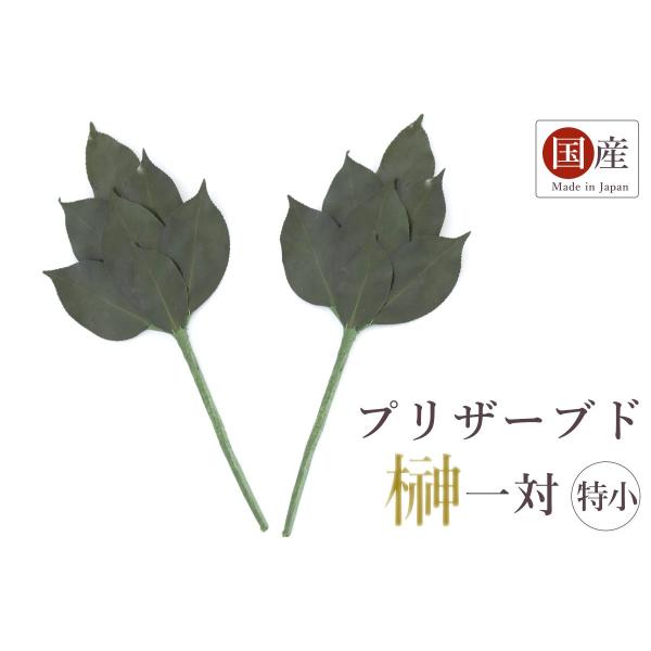  Ԃł͂ȂVR̗t vU[uh   _Ip _  Y