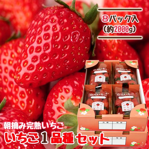 【※同梱不可商品です※】【※10,000円以上送料無料条件の対象外です※】“いちご王国”として知られる宮城県山元町で育った、山元いちご農園の完熟いちごです。ハウスでたっぷりと太陽を浴び、ヘタの近くまで真っ赤に色づいたものだけを朝摘みし、その...