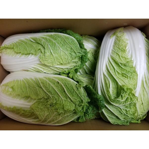 商品名：白菜　1箱内容量：12kg以上産地：福岡県産・大分県産・長野県産（夏場）保存方法：10度以下で追加クール代500円かかります。