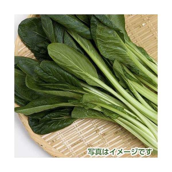 商品名：小松菜産地：福岡県内容量：１００ｇ保存方法：１０度以下の涼しい場所で保存賞味期限：生ものですのでお早めにお召し上がりください