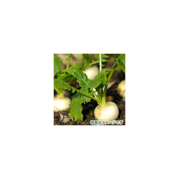 名称：小カブ原産地：福岡県産内容量：１束保存方法：生ものですのでお早めにお食べください。