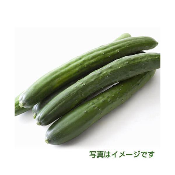 産地：福岡・熊本・鹿児島県産内容量：１ｋｇ　で８〜１０本入り保存方法：１０度以下で保存