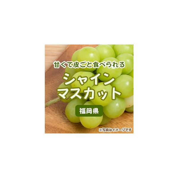 九州のシャインマスカット　１パック