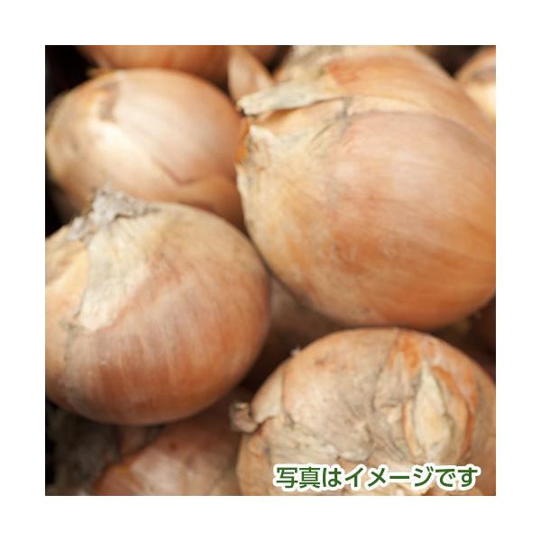 商品名：玉ねぎ　5kg内容量：５kg産地：佐賀県時期により山口県産になります。保存方法：１０度以下で保存