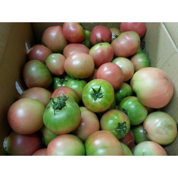 商品名：トマト産地：熊本・福岡県産内容量：約８ｋｇ保存方法：１０度以下の涼しい場所で保存賞味期限：生ものですのでお早めにお召し上がりください