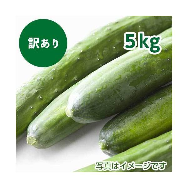 わけあり九州産きゅうり : 山本商店ヤフー店 - 通販 - Yahoo