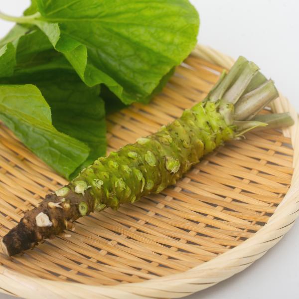 伊豆天城産 実生生わさび1本 （約51-60g） : 伊豆のわさび屋山本食品