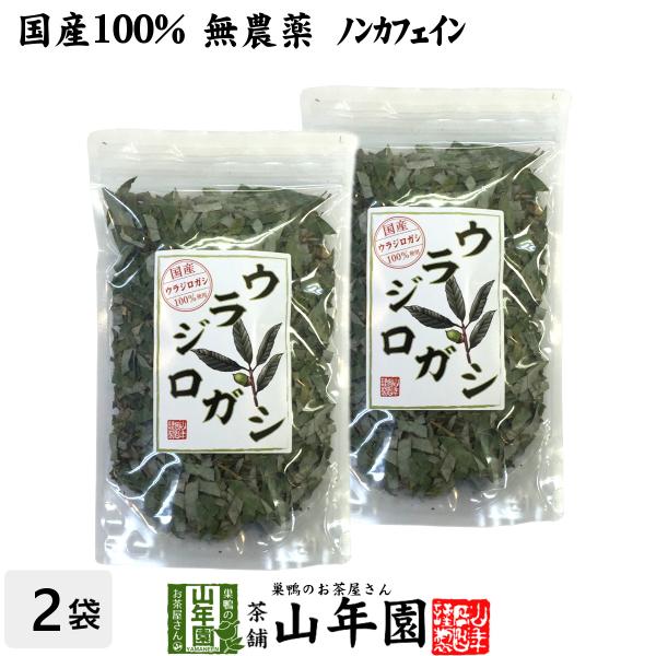 健康茶 国産100% ウラジロガシ茶 100g×2袋セット 宮崎県産 ノンカフェイン 無農薬 送料無料