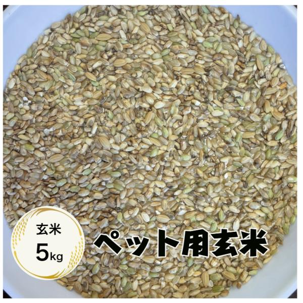 送料無料でお届け致します！！ ※(北海道・・３００円、中国、四国・・２００円、九州・・４００円、沖縄・・５００円かかります。)令和6年産のペット用玄米5ｋｇです。当店で精米し炊飯したところ、白度やにおいがあまり良くなく感じ、ペット用とさせて...