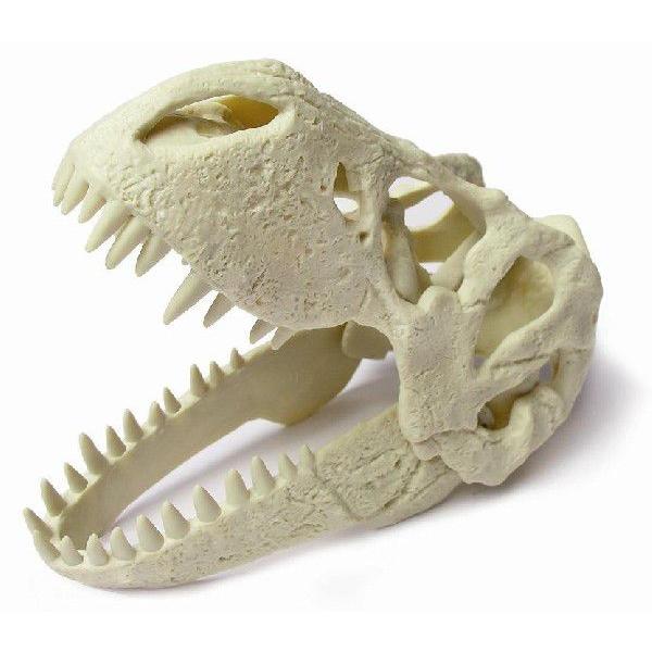 ティラノサウルス(T-REX)頭蓋骨発掘セット : ヤマサン Yahoo!ショップ