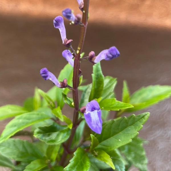 花 苗 山野草 オオタツナミソウ ポット苗 Ya やましち山野草店 通販 Yahoo ショッピング