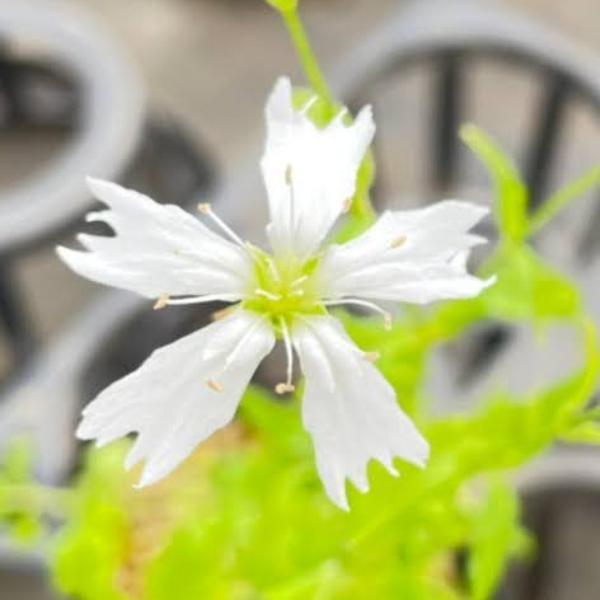 花 苗 山野草：センジュガンピ ポット苗 : やましち山野草店 - 通販