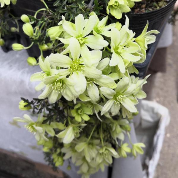 クレマチス ペトリエイ 1年生苗 7.5cmポット苗 常緑 芳香 : やましち山