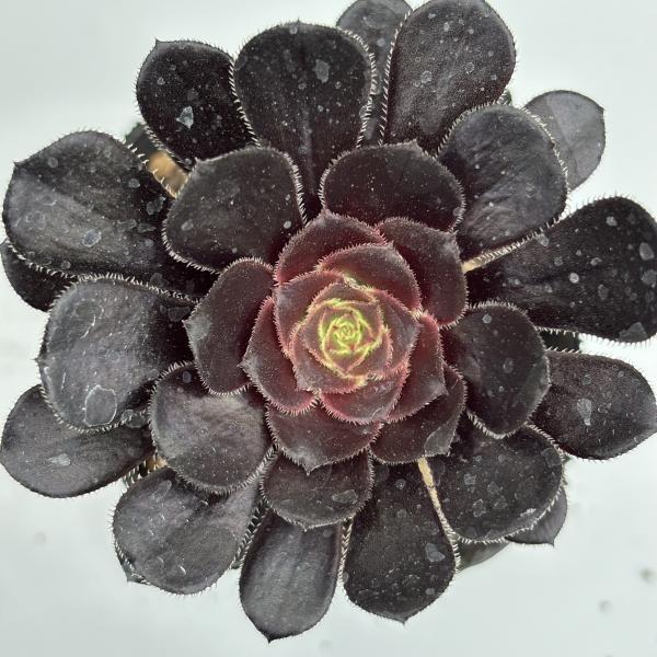 多肉植物 アエオニウム　黒法師（クロホウシ）　ポット苗