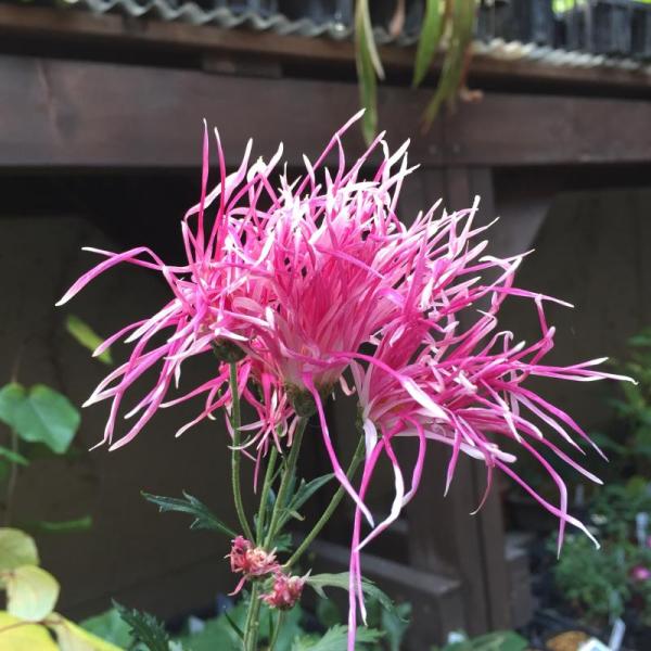 嵯峨菊（サガギク） 嵯峨の桜　9cmポット苗