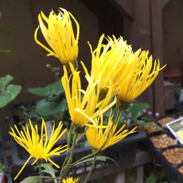 嵯峨菊（サガギク） 鈴虫　黄花　ポット苗