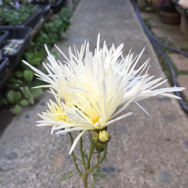 嵯峨菊（サガギク） 白花 9cmポット苗 : やましち山野草店 - 通販