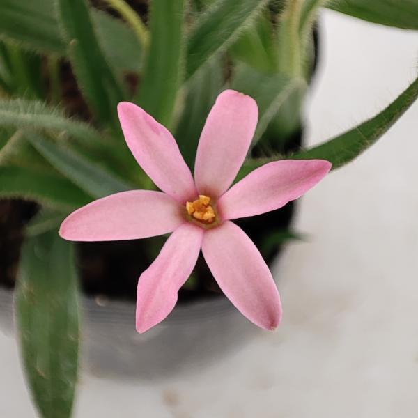 花 苗 山野草 桃色アッツザクラ ポット苗 Ya やましち山野草店 通販 Yahoo ショッピング