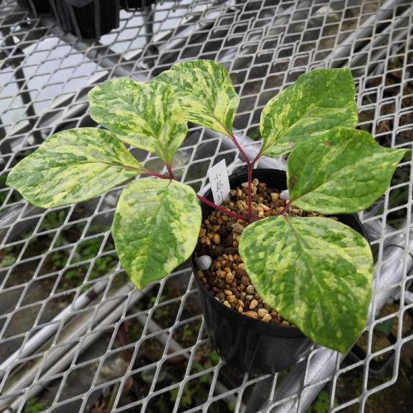 斑入りヤマシャクヤク 小島峠 1芽株 3.5号ポット苗 : やましち山野草