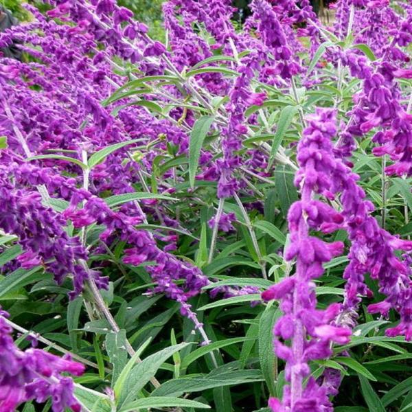 苗 アメジストセージの人気商品 通販 価格比較 価格 Com