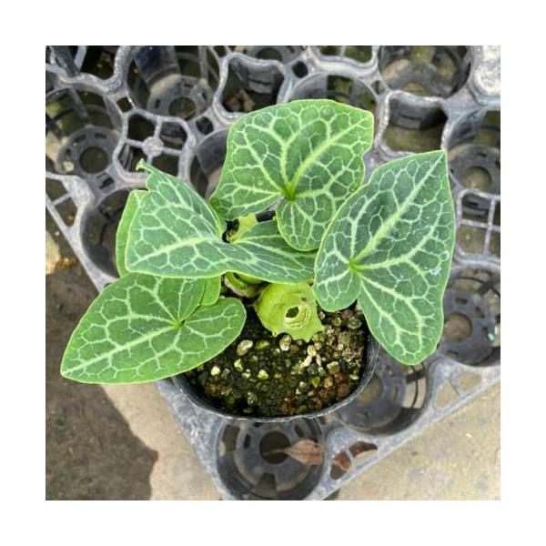 亀甲素心タイリンカンアオイ 9cmポット苗 : やましち山野草店 - 通販