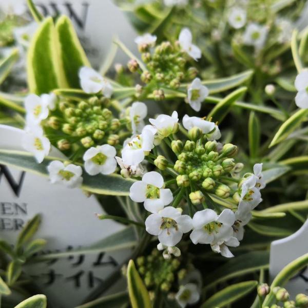 花 ポット 苗の人気商品 通販 価格比較 価格 Com