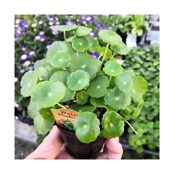 花 ポット 苗 ペットの人気商品 通販 価格比較 価格 Com