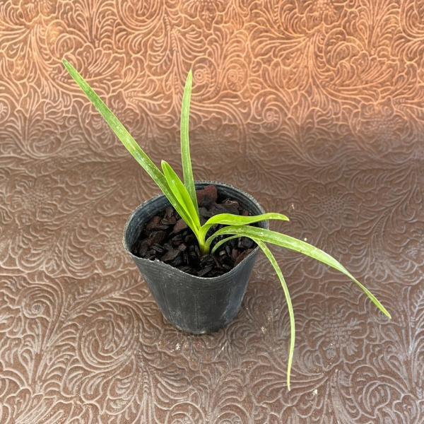 花 ポット 苗の人気商品 通販 価格比較 価格 Com