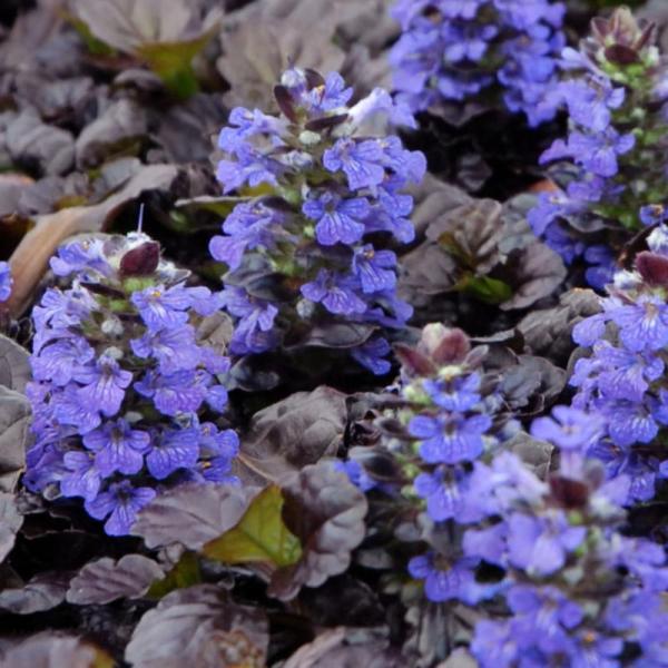 アジュガ 花 苗の人気商品 通販 価格比較 価格 Com