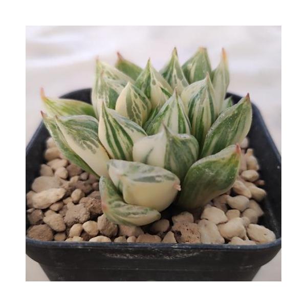 多肉植物 ハオルチア　斑入りシンビフォルミス　錦　ポット苗【学　名】　Haworthia cymbiformis variegata【年　生】　多年草(宿根草)【花　色】　白【花　期】　秋【草　丈】　5cm【日　照】　半日陰【耐寒性】　寒さ...