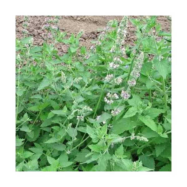 苗 キャットニップの人気商品 通販 価格比較 価格 Com