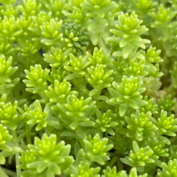 セダム ドリームスター ポット苗 : やましち山野草店 - 通販 - Yahoo
