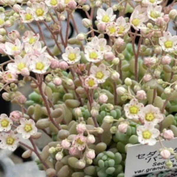 セダム　ダシフィルム　パープルヘイズ　ポット苗【学　名】　Sedum dasyphyllum 'Purple Haze'【年　生】　多年草(宿根草)【花　色】　観葉【花　期】　初夏【草　丈】　10cm【日　照】　日向【耐寒性】　寒さに強い（...